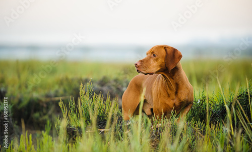 Vizsla dog standing in reeds