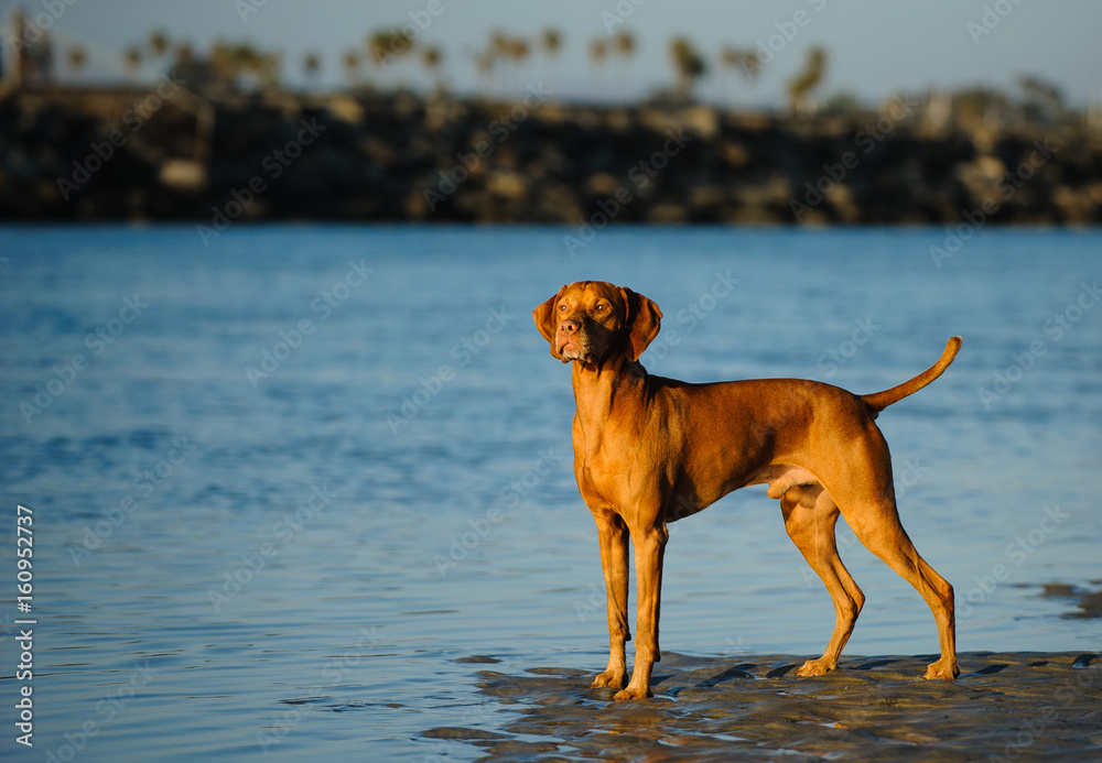 Vizsla dog standing on beach shore Vizsla dog standing on beach shore