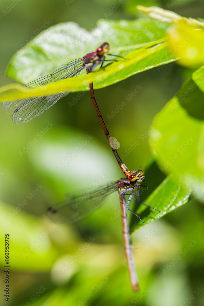 Large Red Damselfly pair