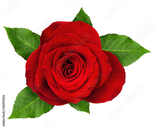 Red rose flower rosette wit...