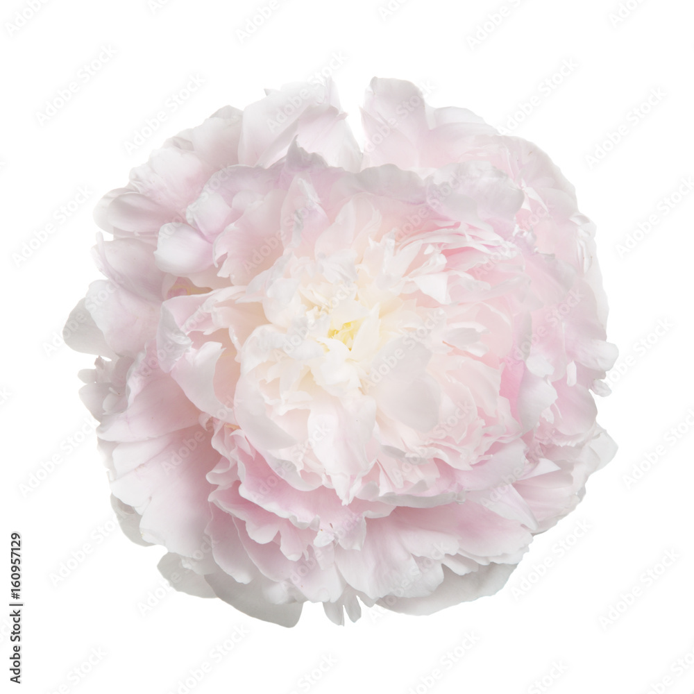 Fototapeta Kwiat delikatnie różowa piwonia na białym tle.