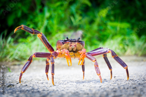 Young Coconut crab in threatening pose  South Pacific Island Niue.