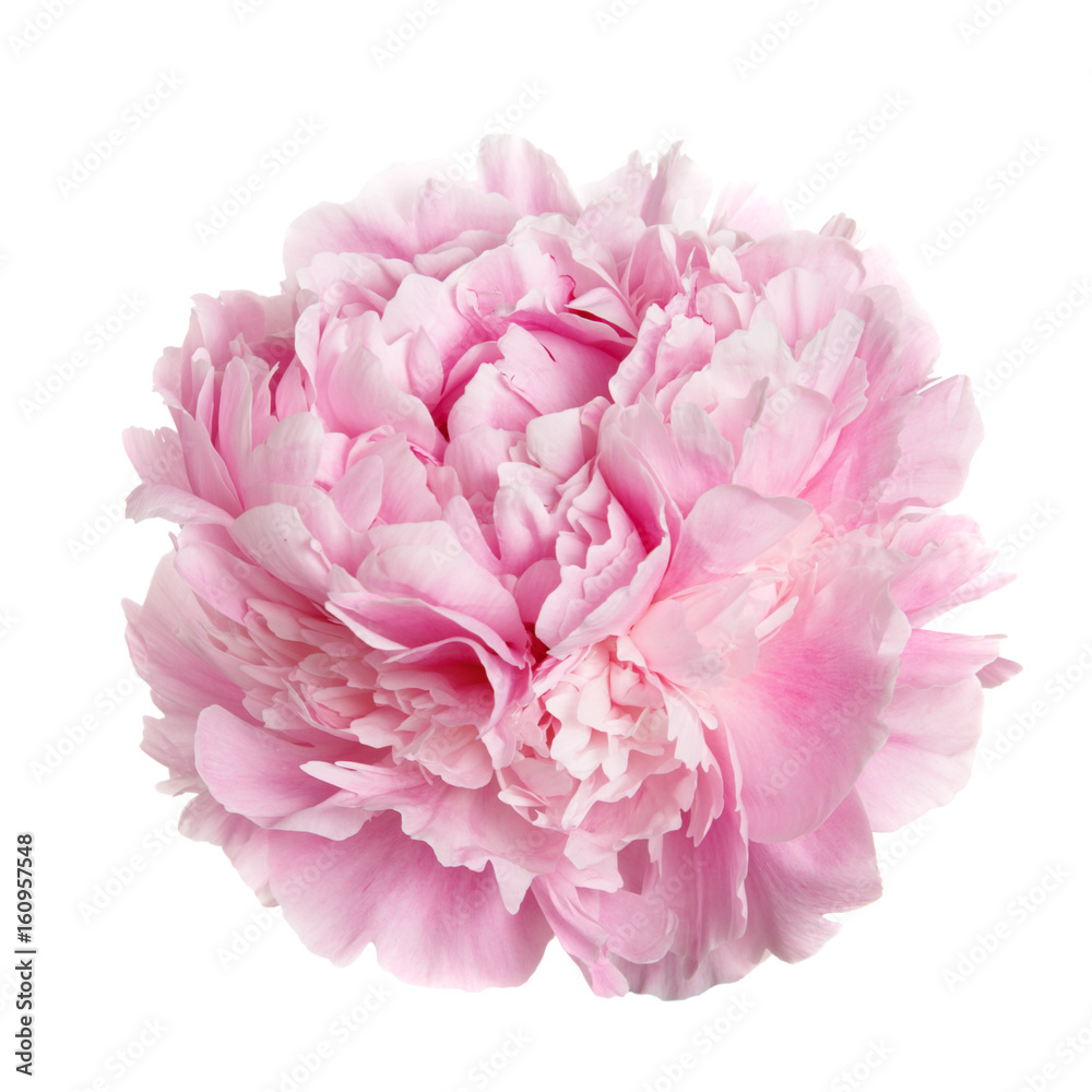 Fototapeta Kwiat delikatnie różowa peonia odizolowywająca na białym tle.