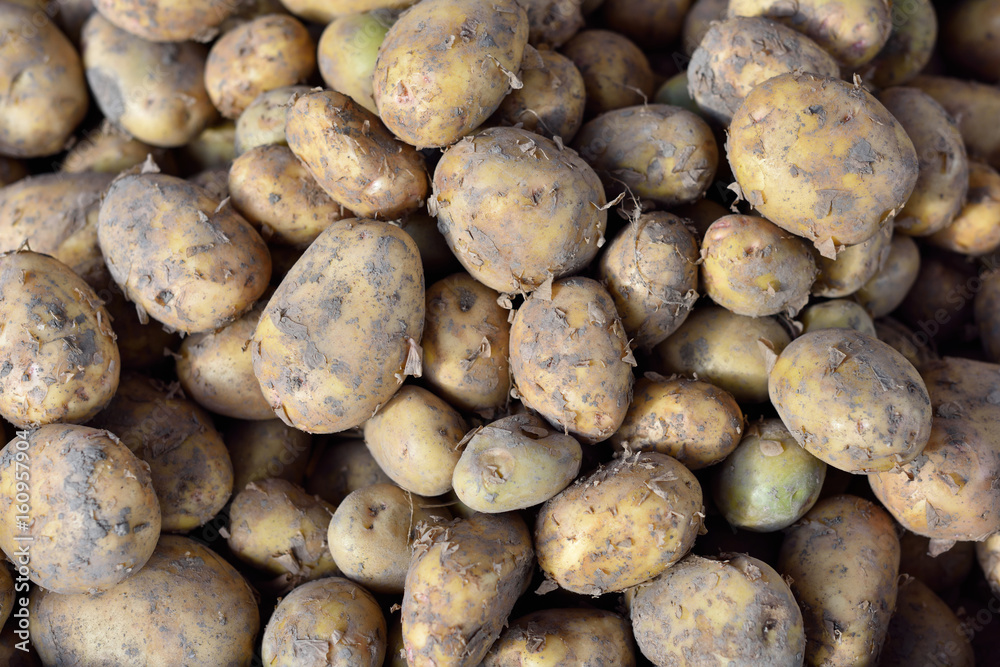 Young potatoes in spring on the trading floor Young potatoes in spring on the trading floor