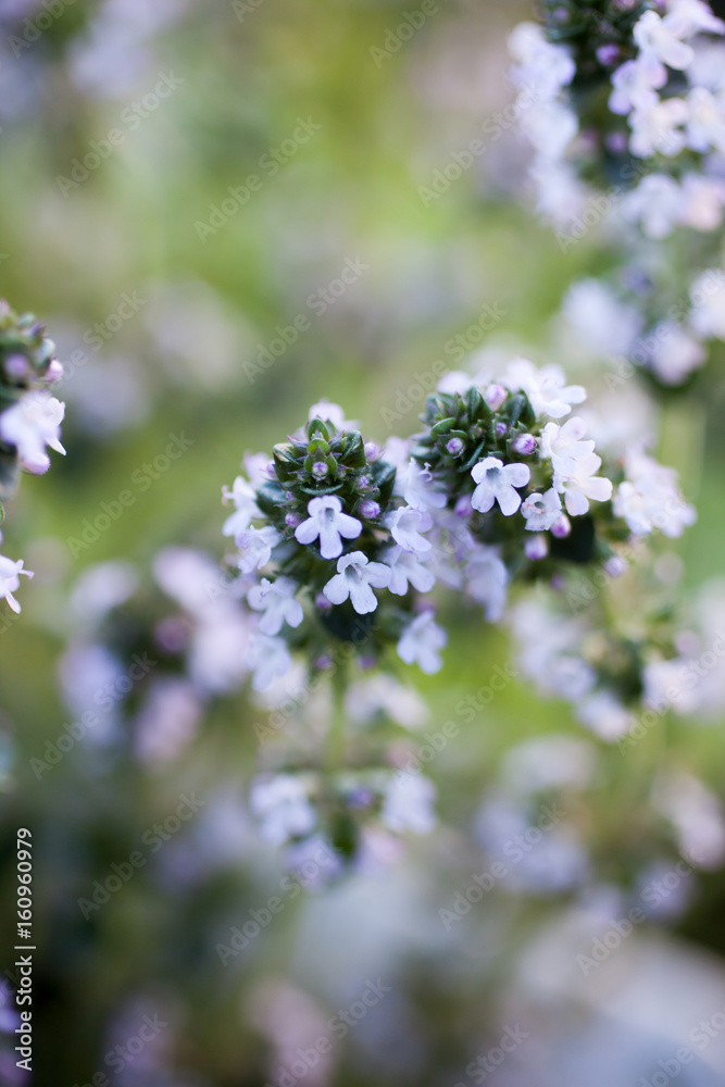 Lemon thyme Lemon thyme
