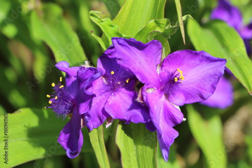 Fototapeta Naklejka Na Ścianę i Meble -  Fleurs d'iris aquatiques