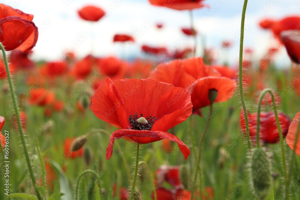 Naklejka premium Papaver rhoeas (Common Poppy)
