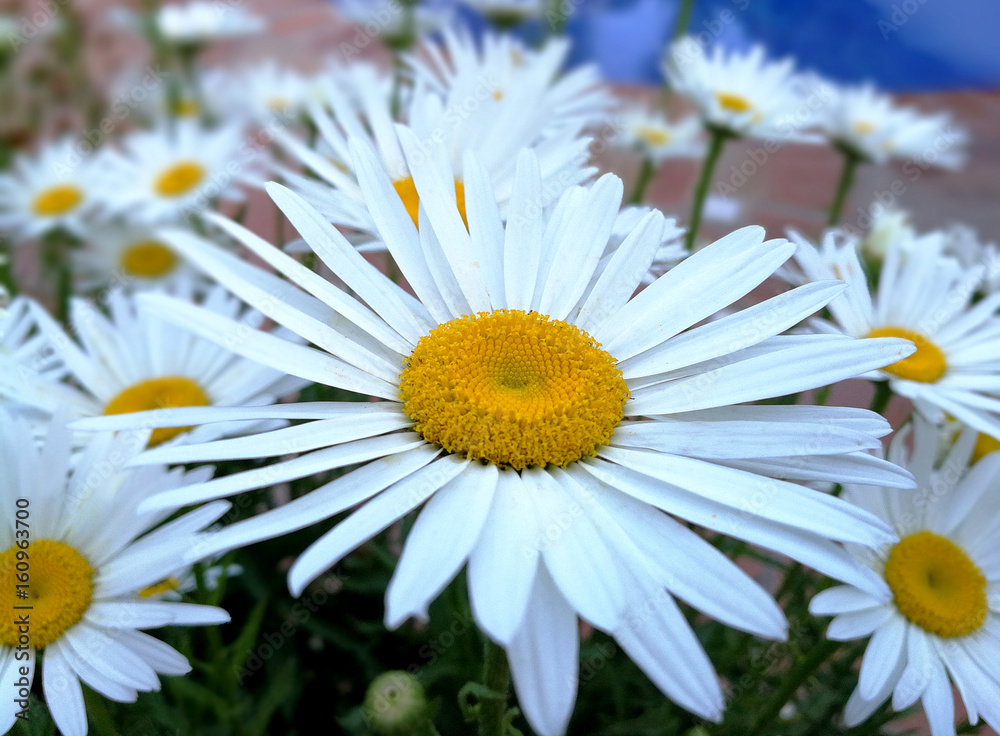 Obraz premium Close up daisy in the garden