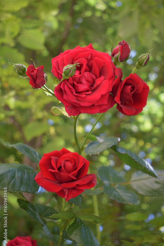 Classic red rose Classic red rose