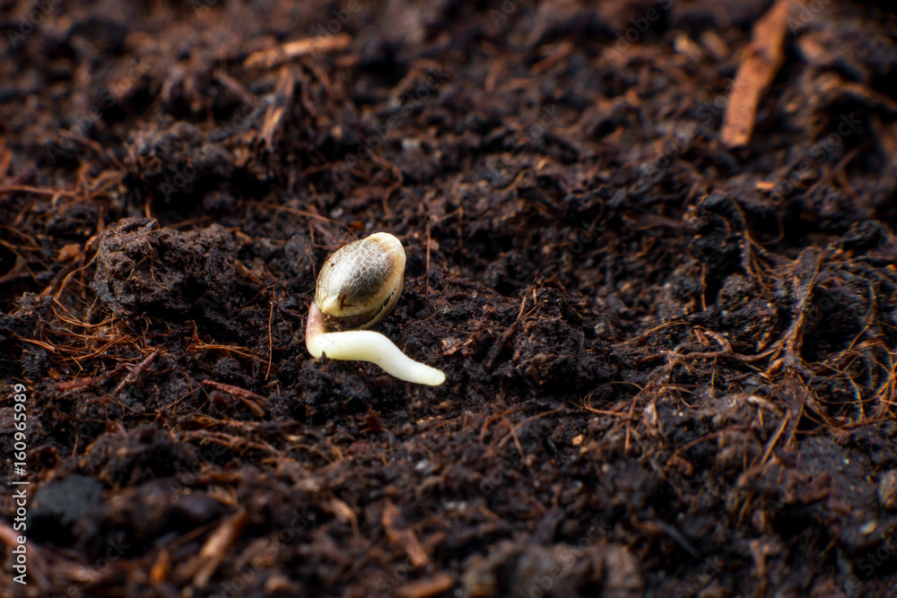 Cannabis seeds in the soil, germination and cultivation of plants