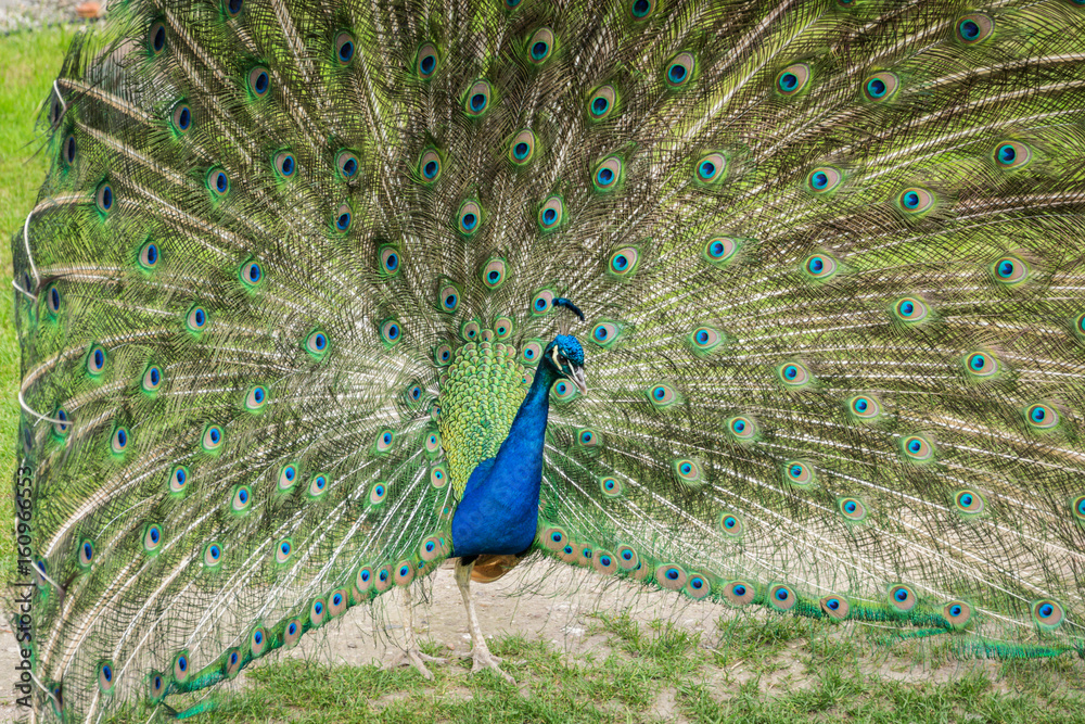 Fototapeta premium beautiful blue peacock with its feathers out