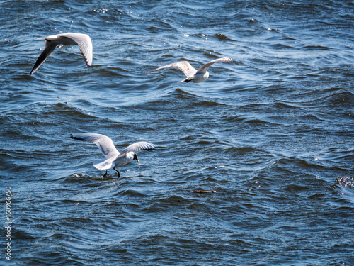 three seagulls (Larus ridibundus) flying over river water. waves on the water
