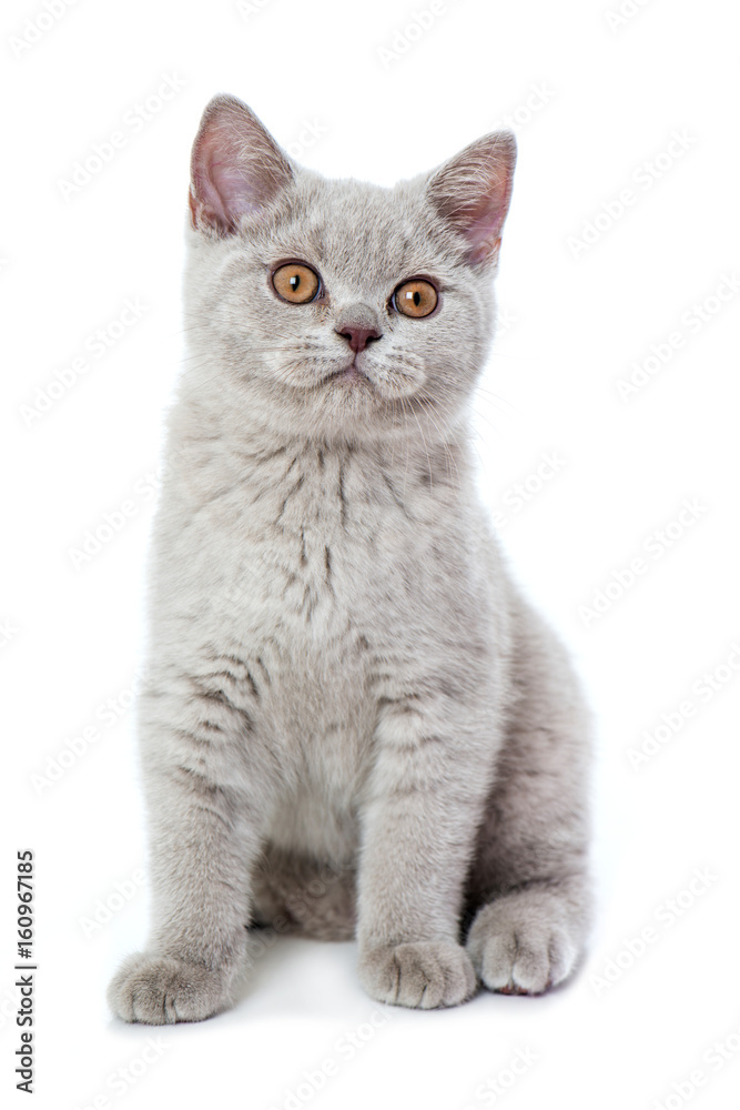 Junge Britisch Kurzhaar Katze