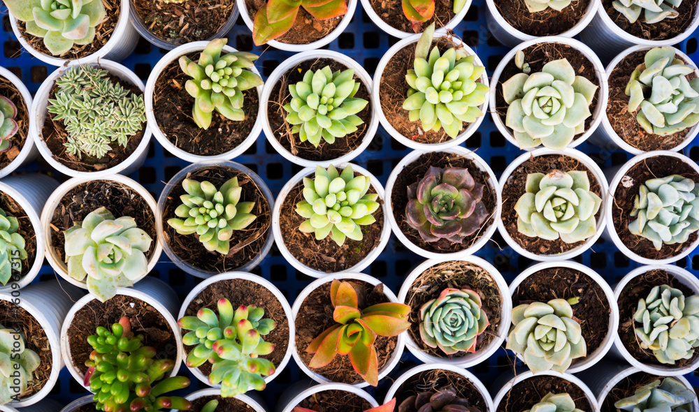 Succulents view from above, background in a cactus cacti Succulents view from above, background in a cactus cacti