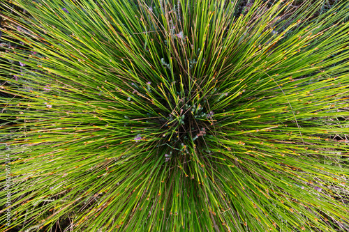 Top view of Deergrass or Tufted bulrush photo