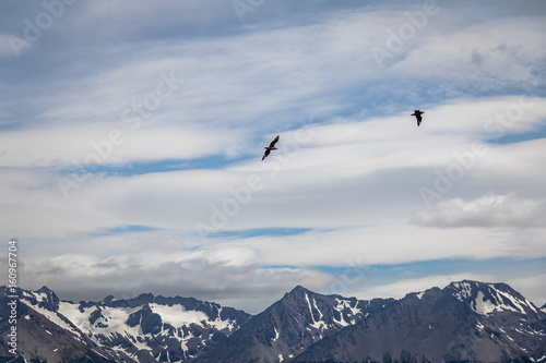 Chilean Skua Birds flying over Mountains in Beagle Channel - Ushuaia  Tierra del Fuego  Argentina