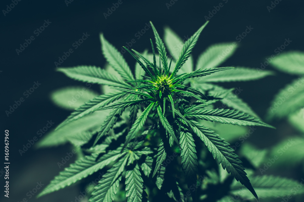 Only a medical marijuana plant CBD Only a medical marijuana plant CBD