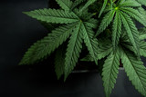 cannabis leaf