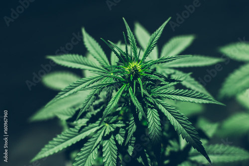 Only a medical marijuana plant CBD