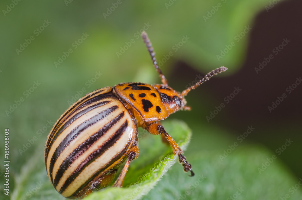 Colorado potato beetle eats potato leaves, close-up
