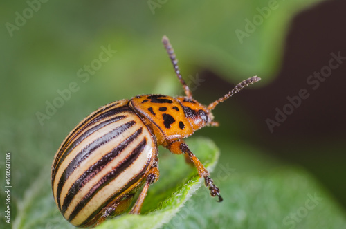 Colorado potato beetle eats potato leaves, close-up