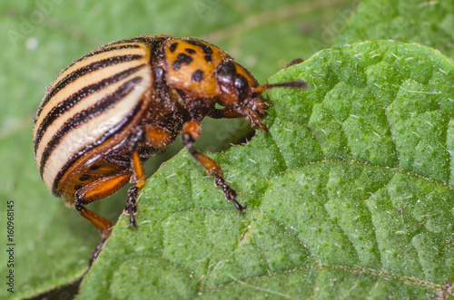 Colorado potato beetle eats potato leaves, close-up