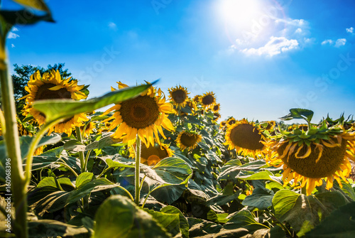 Field of sunflowers with sun in the background and blue sky