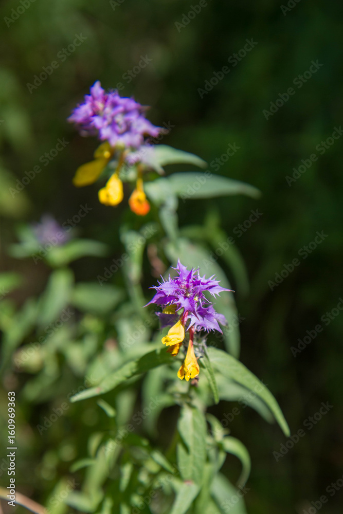 Melampyrum nemorosum (natt och dag) Melampyrum nemorosum (natt och dag)