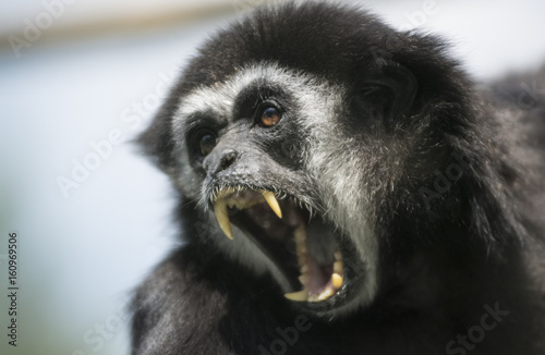 Canvas Print Screaming monkey