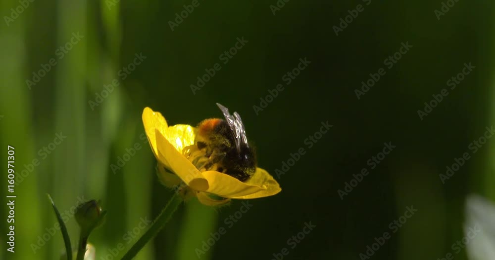 Bumble Bee feeds on yellow buttercup flower and flies away. Slow motion Bumble Bee feeds on yellow buttercup flower and flies away. Slow motion