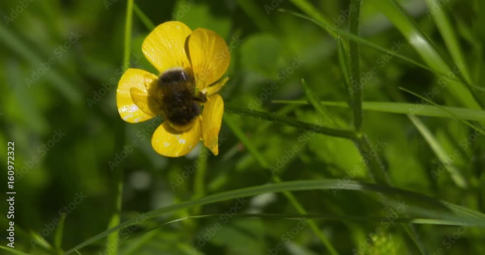 Bumble Bee feeds on yellow buttercup flower. Slow motion Bumble Bee feeds on yellow buttercup flower. Slow motion