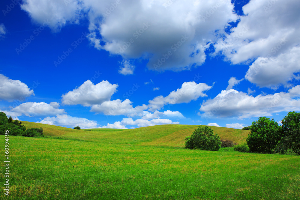 Field with green grass and blue sky with clouds.