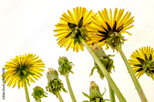 Dandelions on white