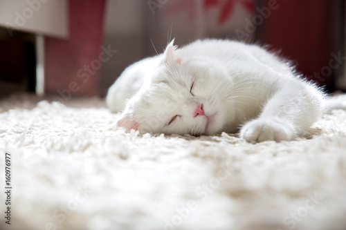 young white scottish british fold cat lie on the carpet