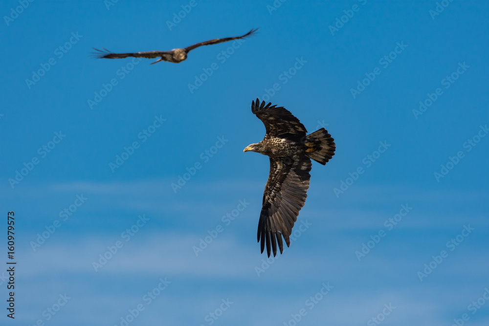 Juvenile bald eagles in flight