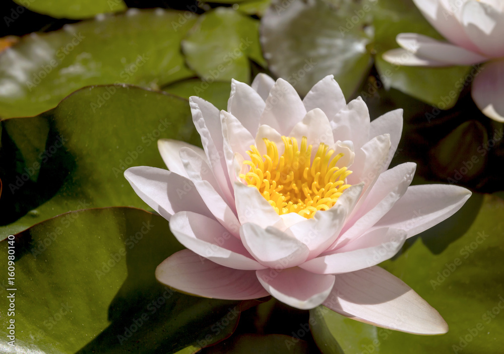 Blooming Lotus in Pond