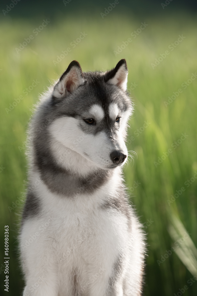 Beautiful dog Siberian Husky