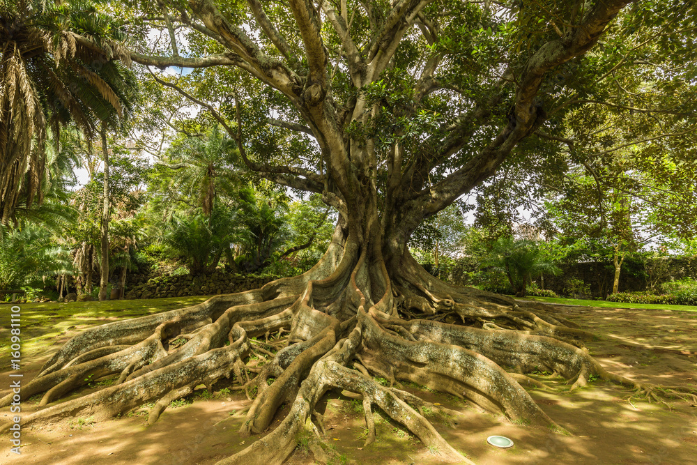 Fototapeta premium Antonio Borges Botanical Garden in Ponta Delgada