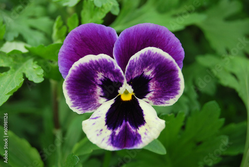 Fototapeta Naklejka Na Ścianę i Meble -  Violet flower violet tri-color in macro
