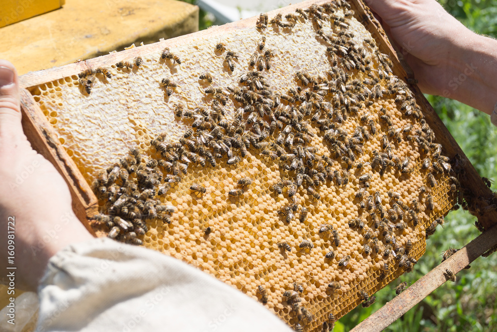 A beekeeper monitors the work of the bees on frame with bee brood. A beekeeper monitors the work of the bees on frame with bee brood.