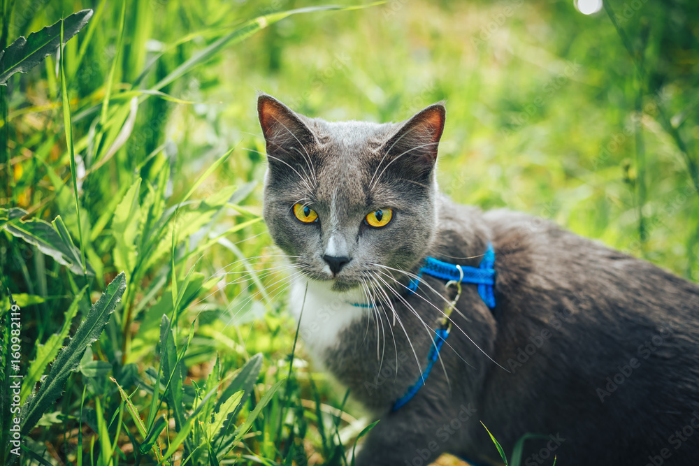Gray pet cat with leash wandering in backyard. Young cute male cat wearing a harness go on lawn having lifted tail. Pets walking outdoor adventure on green grass in park.