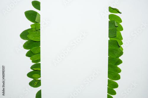 Creative layout made of acacia green leaves. Flat lay. Nature background photo