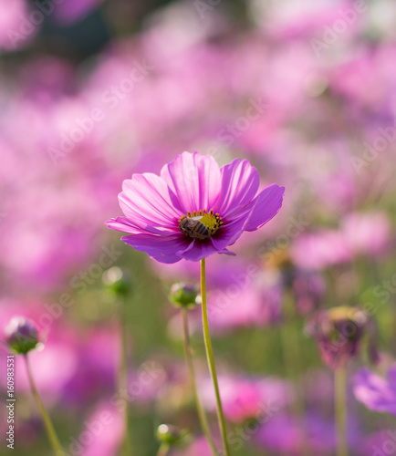 Cosmos in Thailand