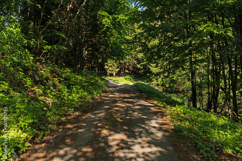 Narrow path lit by soft spring sunlight. Forest spring nature. Spring forest natural landscape with forest trees