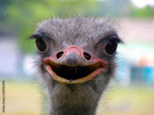 Ostrich bird head and neck front portrait in the park. Up close smiley fun face.