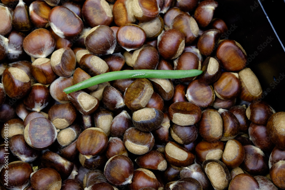 Chestnut Bean Chestnut Bean