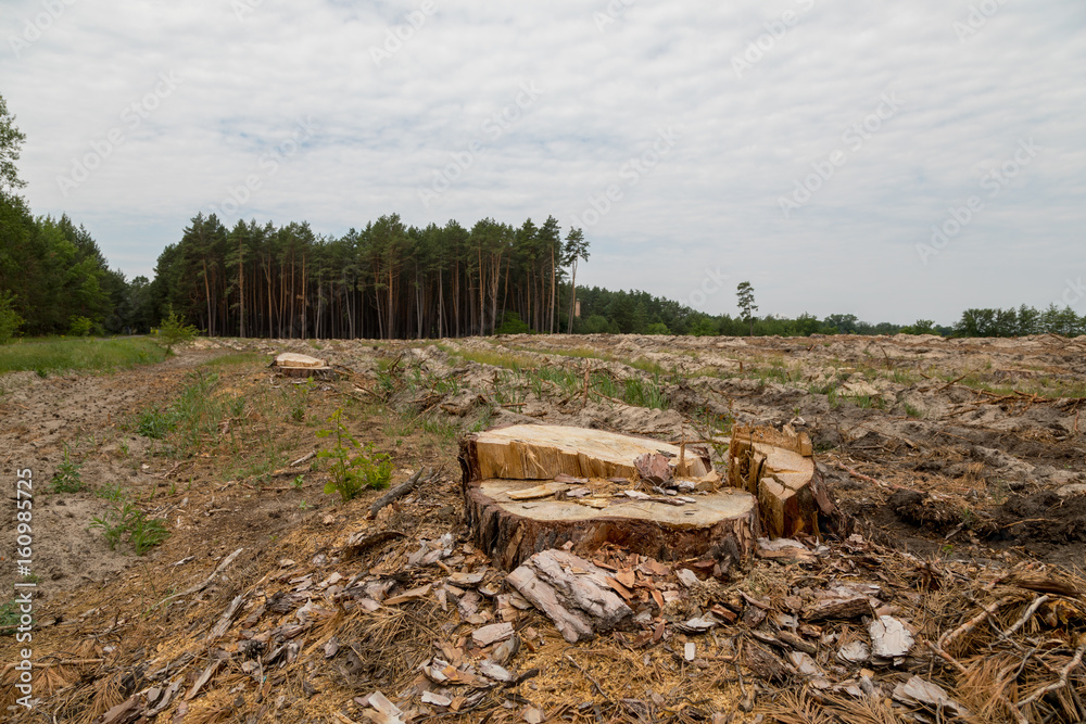 Deforestation. Problems of the planet's ecology, cutting down pine forests. Stump in the foreground