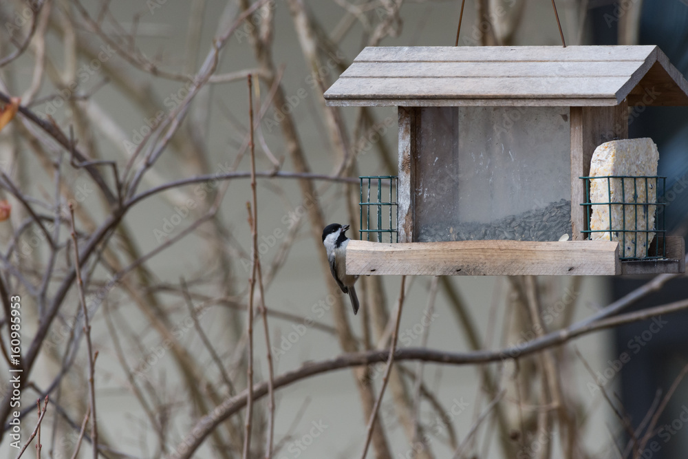 Chickadee at bird feeder