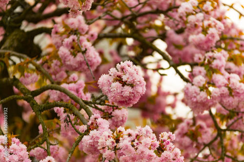 Wallpaper Mural Flower Torontodigital.ca