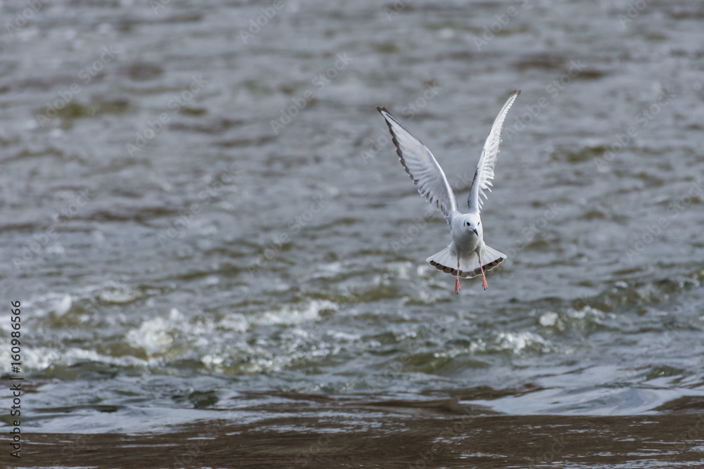 Seagull taking flight over water